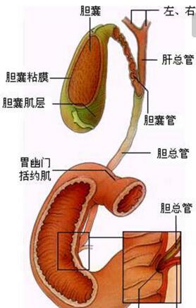 胆管癌用什么中药才能治好