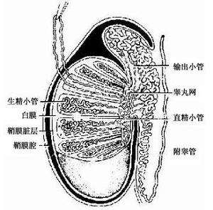 睾丸癌的治疗手法是什么呢