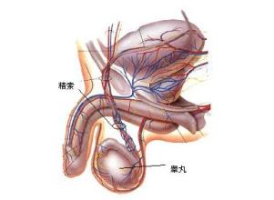 睾丸癌知识您了解多少