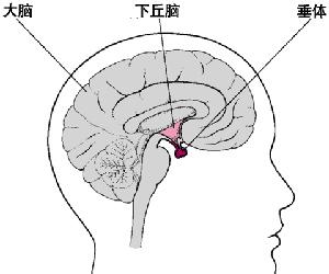 垂体瘤有哪些症状特征