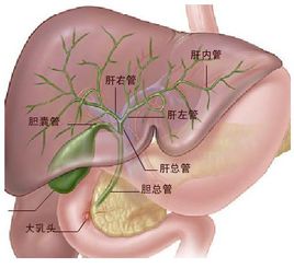 胆管癌易发病年龄是多少