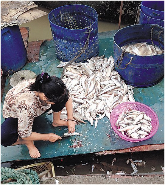 广东三水渔民死鱼做鱼干 杀虫剂驱蝇可信吗