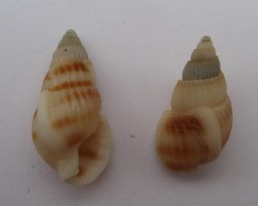 七种织纹螺吃了可能中毒 专家提醒:谨慎食之