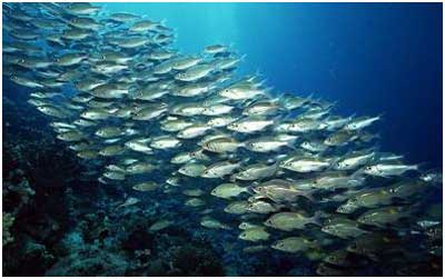 多吃金枪鱼等深海鱼 能使患肝癌几率降低64%