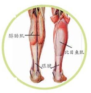 刘翔又被跟腱毁掉一次奥运赛 解析跟腱脆弱之因