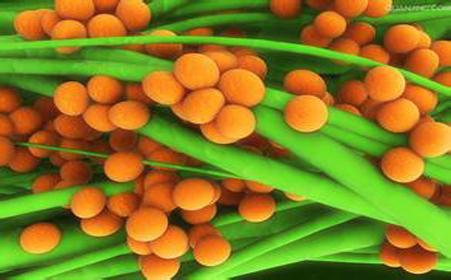 大面积毛囊炎能治好吗