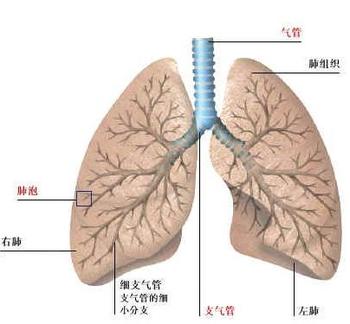 支气管扩张及肺结核咯血患者,可以吃云南白药胶囊的那