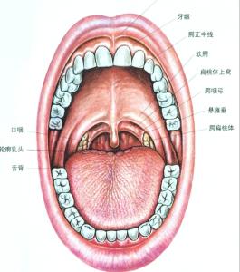 扁桃体结石有哪些常见的症状