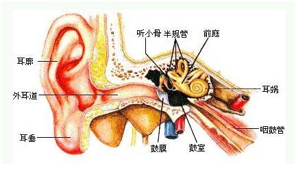 患上外耳道炎的饮食要注意什么