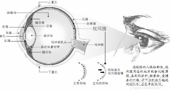 保持健康心态,保护眼睛健康才能彻底杜绝视网膜脱落的发生.