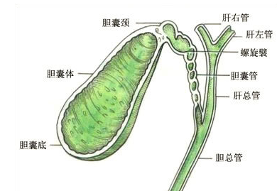 得了胆囊息肉会死吗