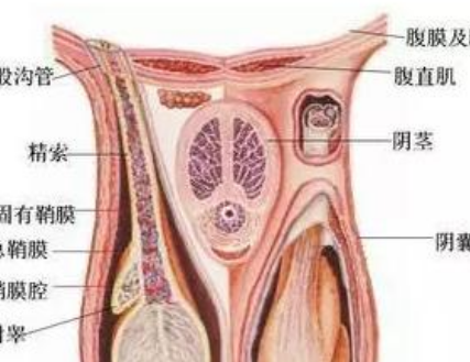 男性预防睾丸炎的方法