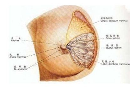 乳腺癌手术治疗方法