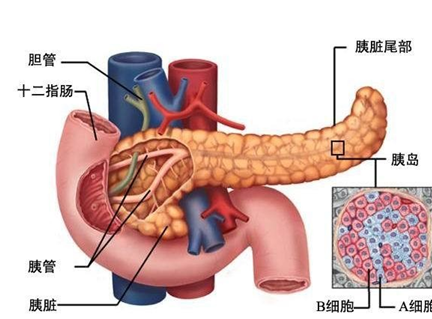 胰腺癌对身体都有哪些危害