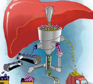 重度脂肪肝可以治愈吗