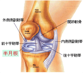 半月板损伤的发病机制