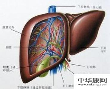 甲肝丙肝的传染途径是可以治好吗_飞华健康网