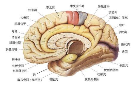 癫痫病因有哪些,您了解吗