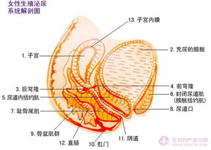 月经不调怎么调理
