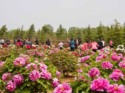 "至今,山东菏泽,河南洛阳,四川彭州多于谷雨时节举行牡丹花会,供人们