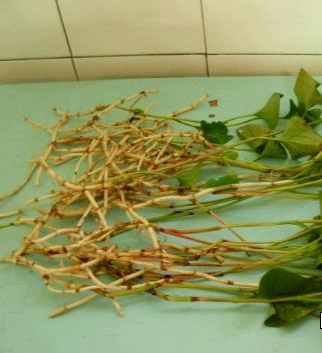 鱼腥草减肥泡茶喝效果更好