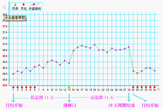 排卵期体温图解析