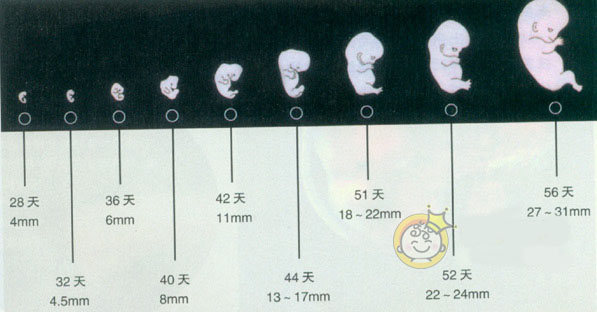 两个月胎儿发育过程及发育指标