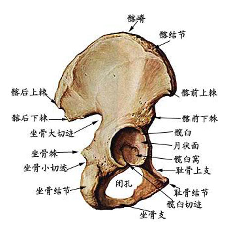 人体髋骨解剖示意图