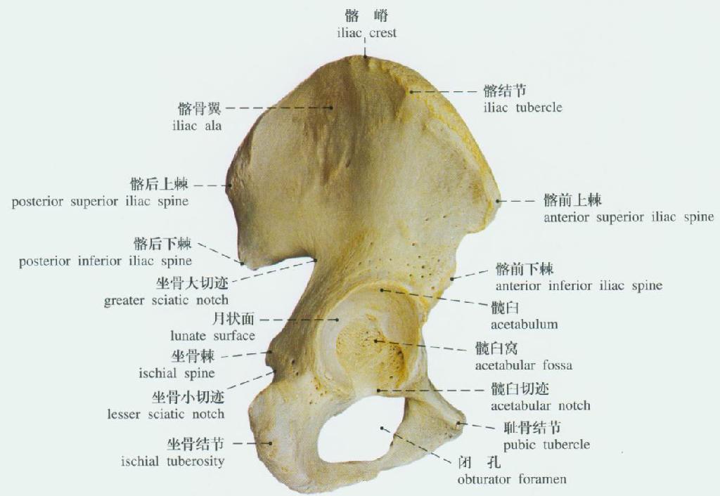 人体髋骨解剖示意图