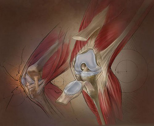 膝盖3d结构解剖图