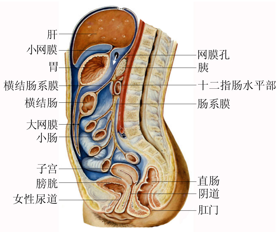 人体腹膜解剖示意图