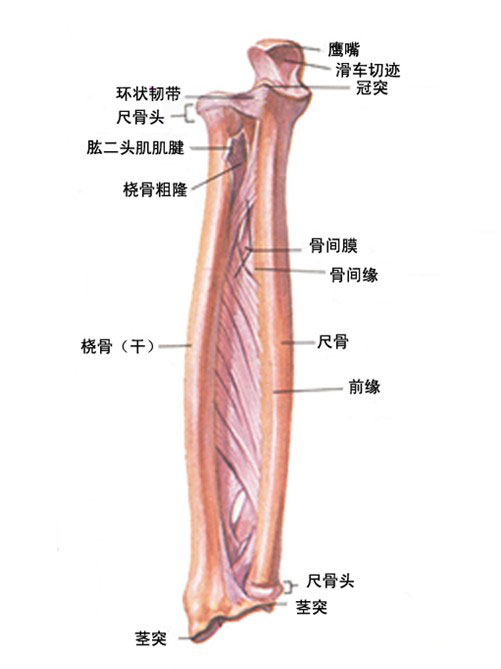 前臂骨间膜解剖图