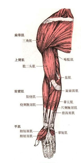 正常人体上肢肌解剖图