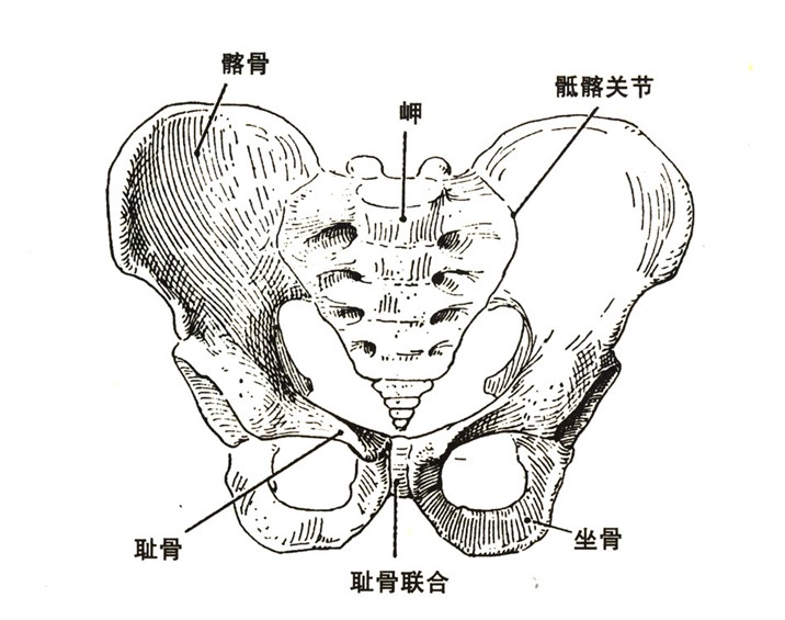 在结构上属滑膜关节,从运动方式上可看做屈戌关节或滑车关节.