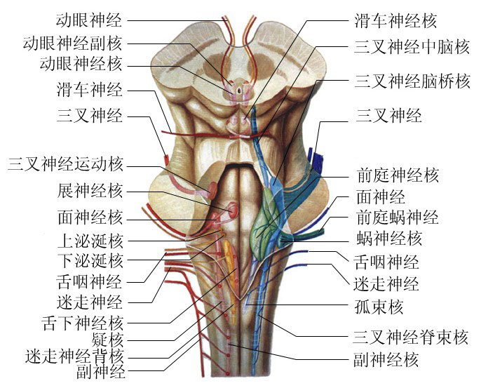 人体脑干部位解剖图