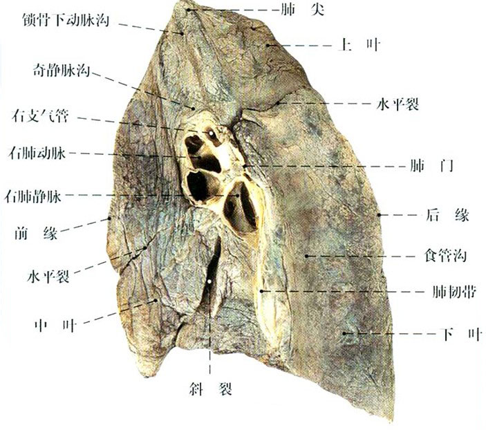 正常肺部解剖示意图
