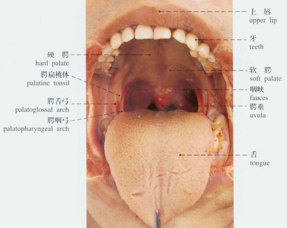 正常口腔解剖示意图
