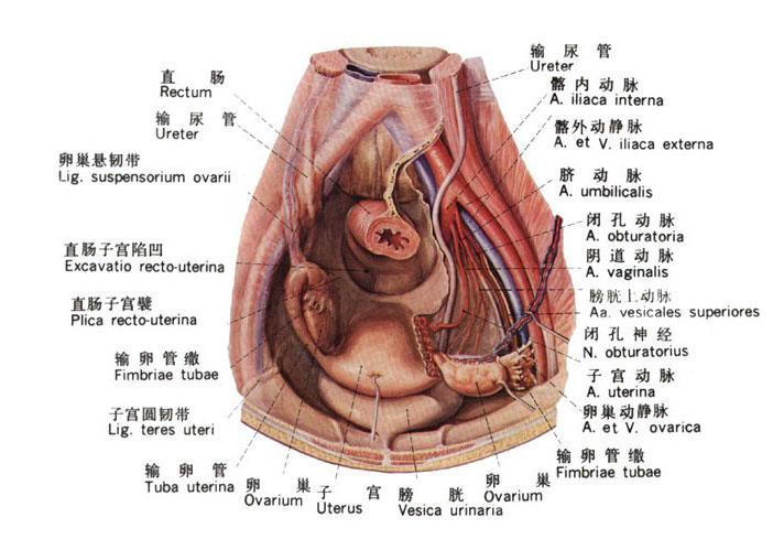 女性盆腔生理结构图