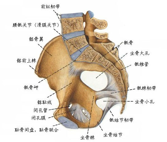 正常骨盆解剖示意图