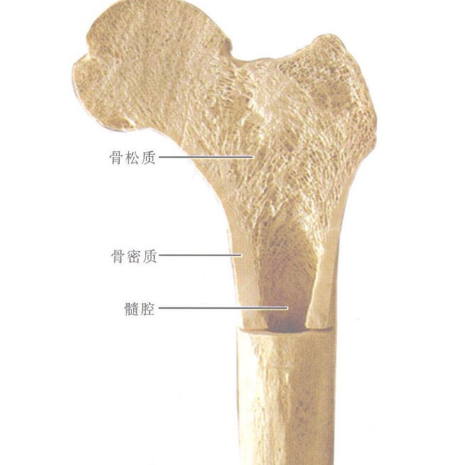 人体长骨的结构示意图