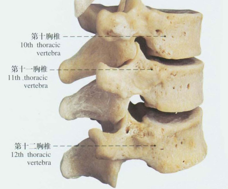 人的胸椎骨有12块.