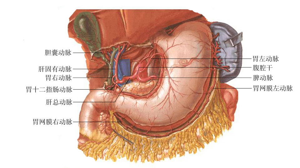 人体腹腔干解剖示意图
