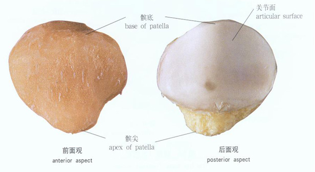 人体髌骨解剖示意图
