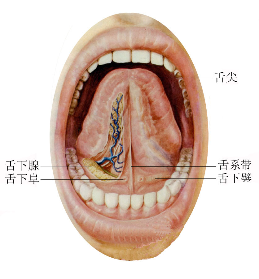 正常人体舌部解剖图