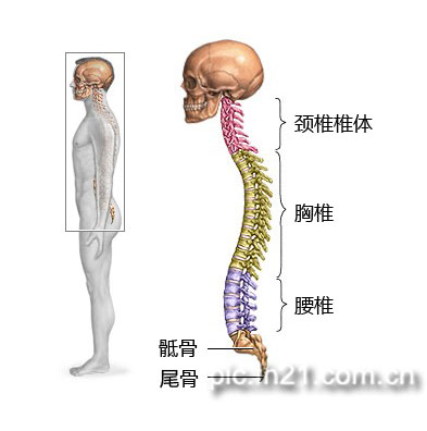 根据位置可以分为颈椎,胸椎和腰椎畸形.