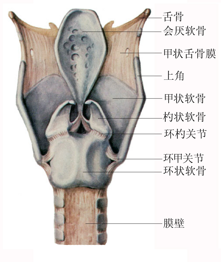 喉部详细解剖示意图
