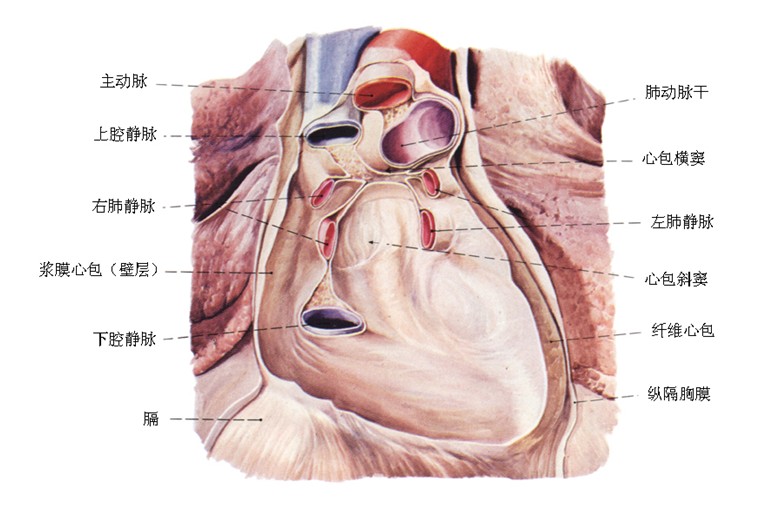 人体心包窦分布示意图