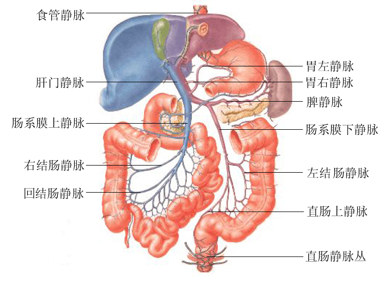 肝门静脉解剖示意图