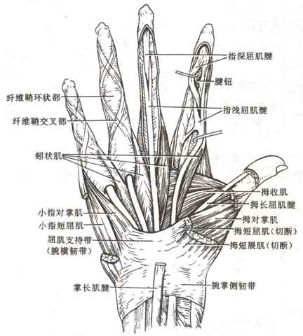 人体手肌解剖示意图