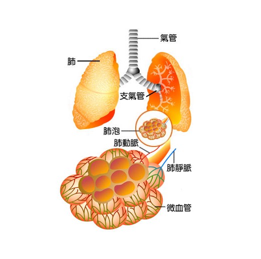 人体肺泡结构示意图